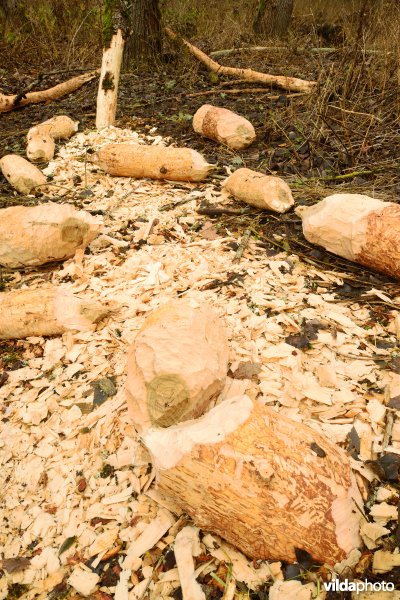 Knaagsporen van Bever