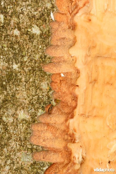 Knaagsporen van Bever