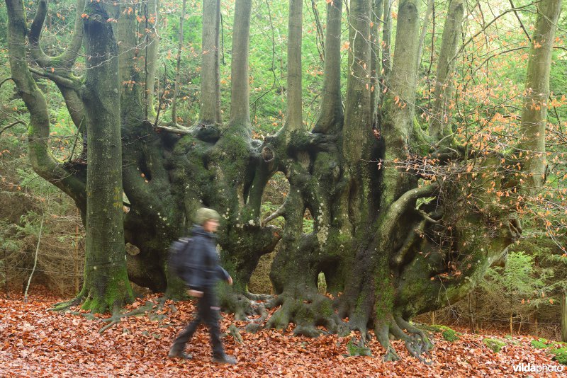 Wandelaar langs de grote hakhoutbeuk
