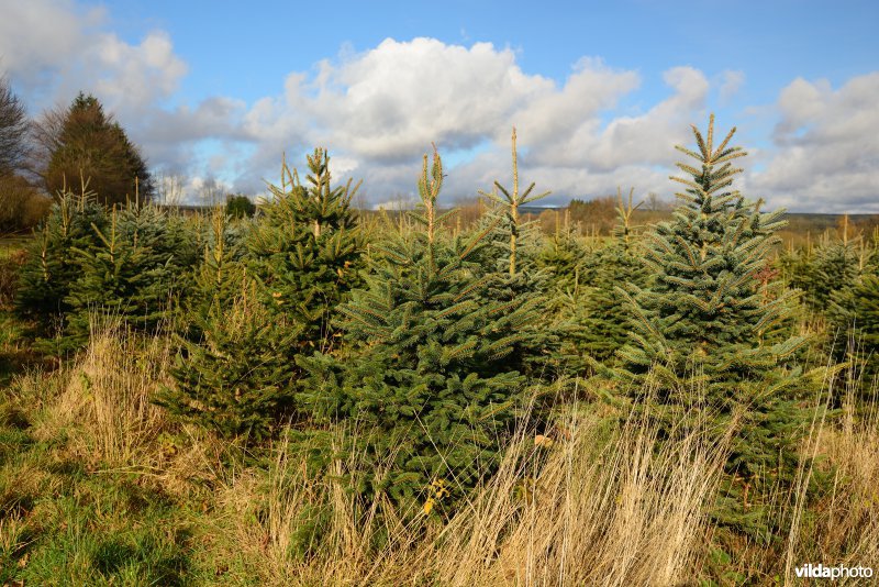 Plantage voor kerstbomen