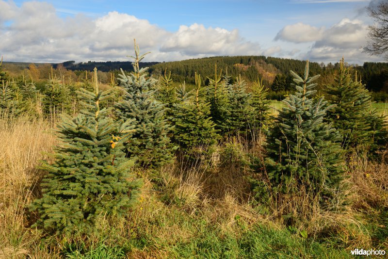 Plantage voor kerstbomen