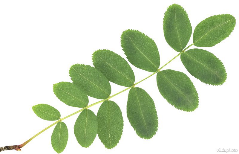 Sorbus hupehensis