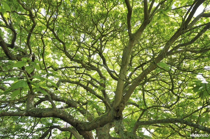 Trompetboom