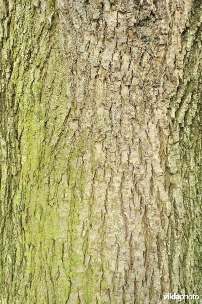 Treurzilverlinde