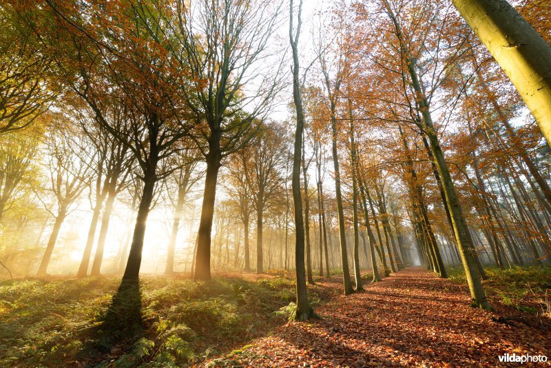 Domeinbos Kampveld