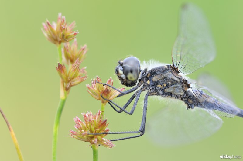 Zwarte heidelibel