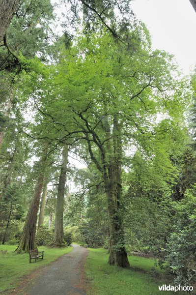Ruwe iep