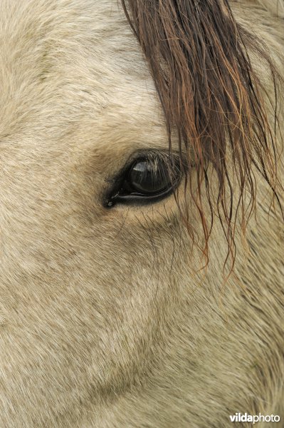 Stukje paard