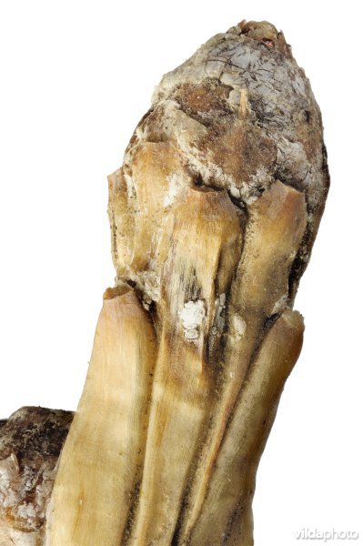 Knop van Europese lork