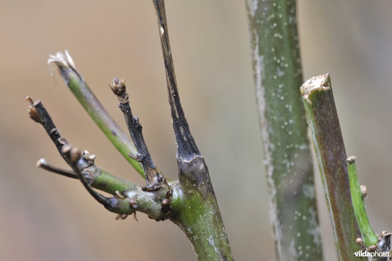 Knoppenvraat door ree