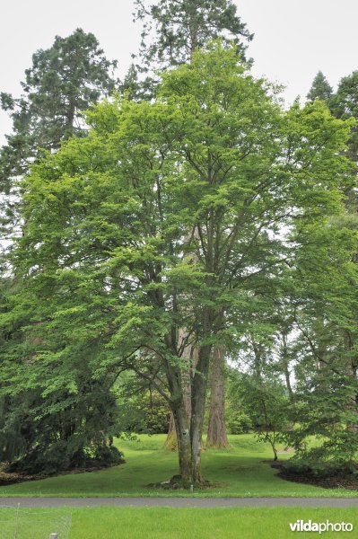 Elsbladige lijsterbes