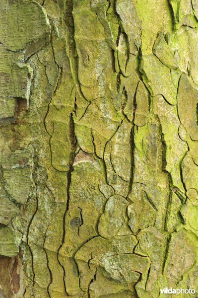 Schors van Paardenkastanje