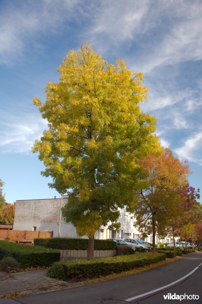 Fraxinus angustifolia Raywood