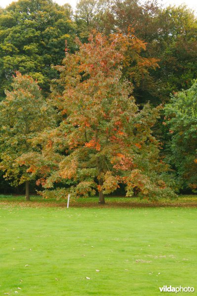 Scharlaken eik