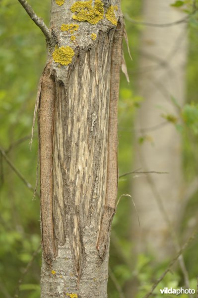 Wildschade door herten