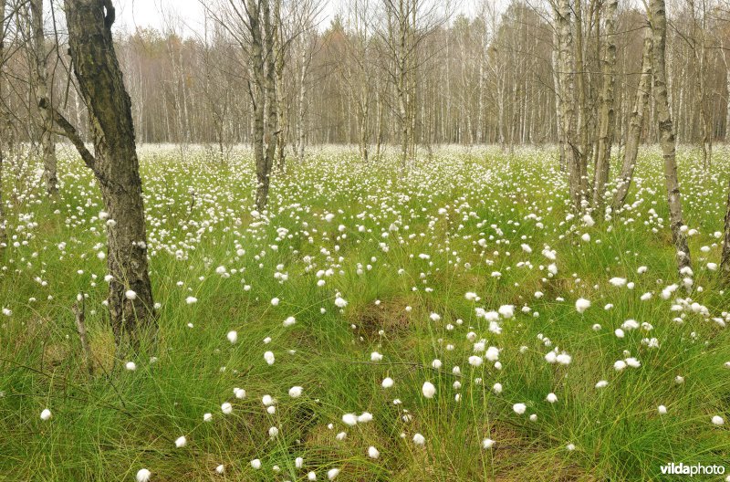 Veenbossen