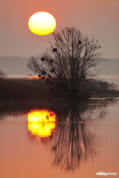 Lac du Der bij zonsopgang