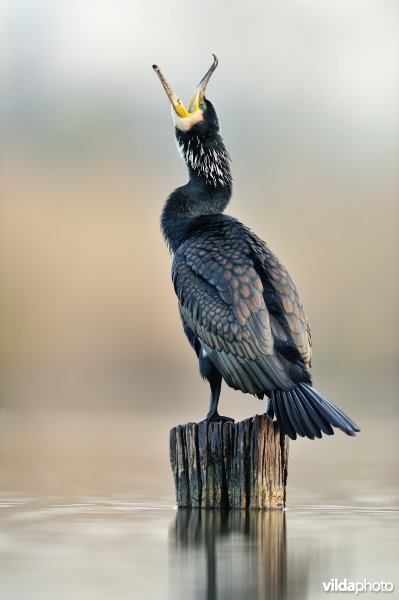 Geeuwende Aalscholver