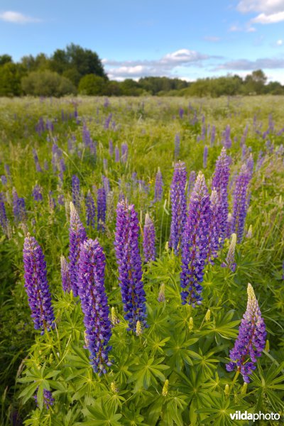 Wilde lupines