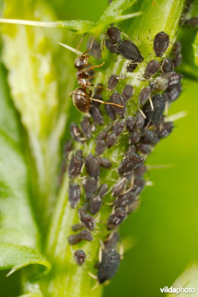 Mier met bladluizen