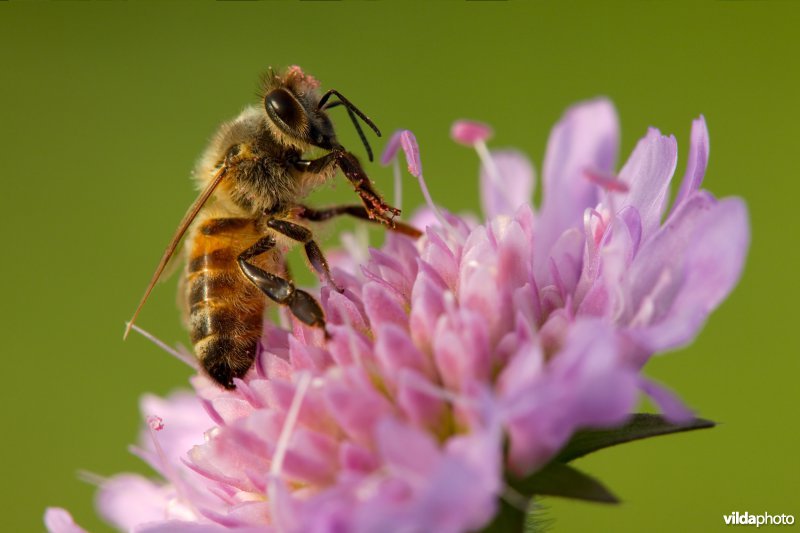 Bijtje op Knautia