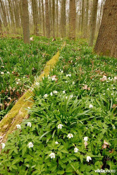 Het Zoniënwoud in de lente