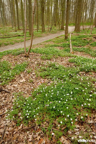 Het Zoniënwoud in de lente