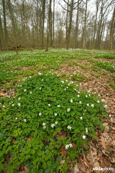 Het Zoniënwoud in de lente