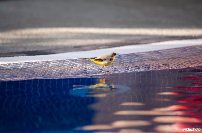 Grote kwikstaart vang insectjes bij een zwembad