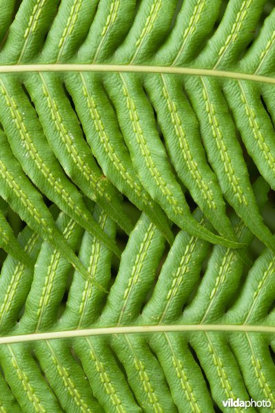 Woodwardia radicans