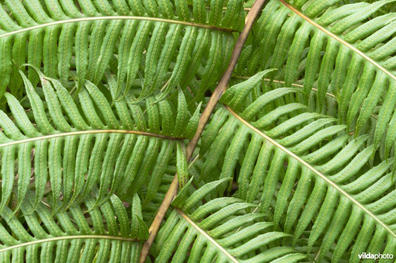 Woodwardia radicans