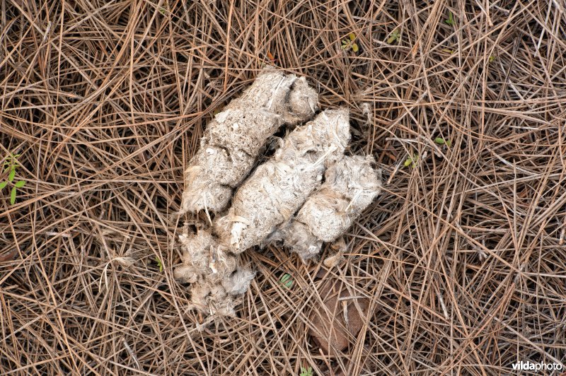 Braakballen van oehoe