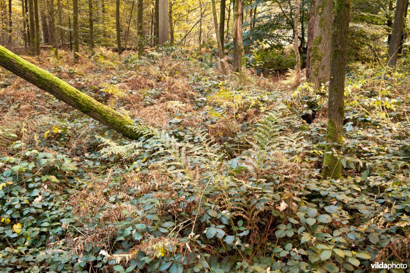 Herfstig soortenrijk loofbos