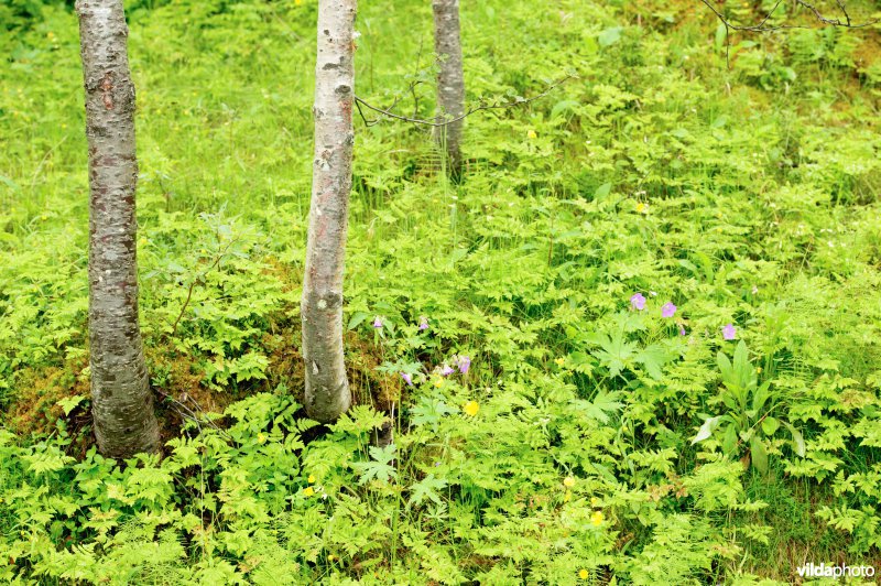 Bosvegetatie in Noorwegen