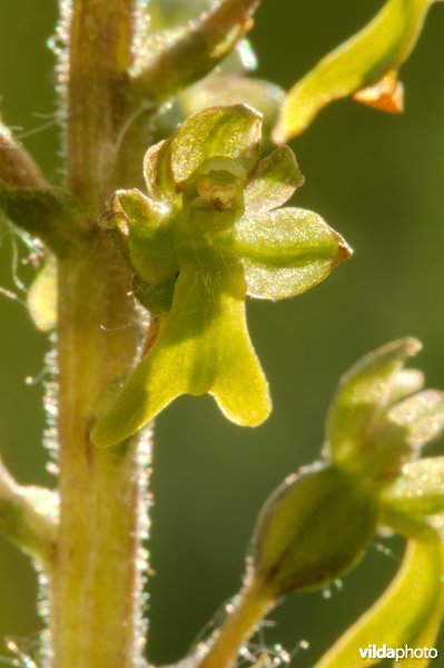 Detail van Grote keverorchis