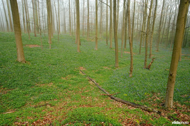 Beukenbos in de lente