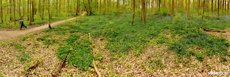 Jogger in het bos