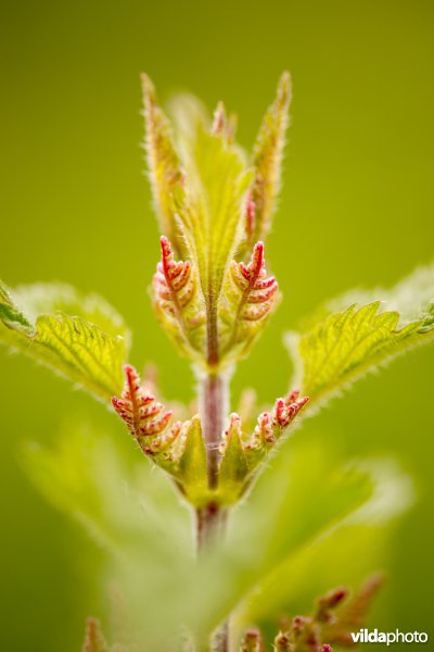 Close-up van brandnetel