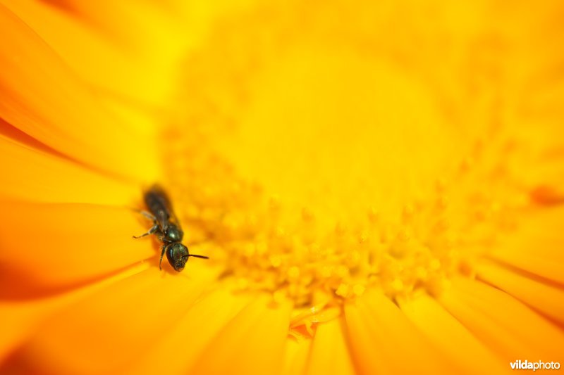 Bijtje op Goudsbloem