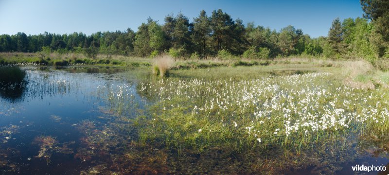 Ven in natte heide