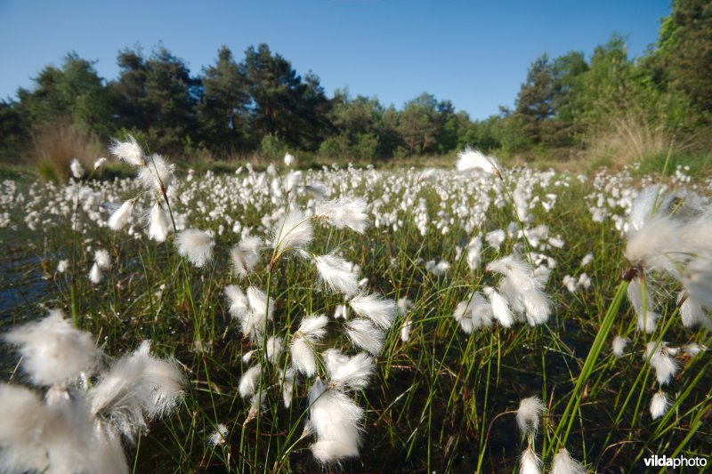 Ven in natte heide
