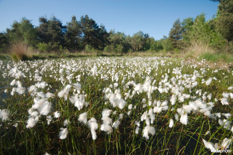 Ven in natte heide