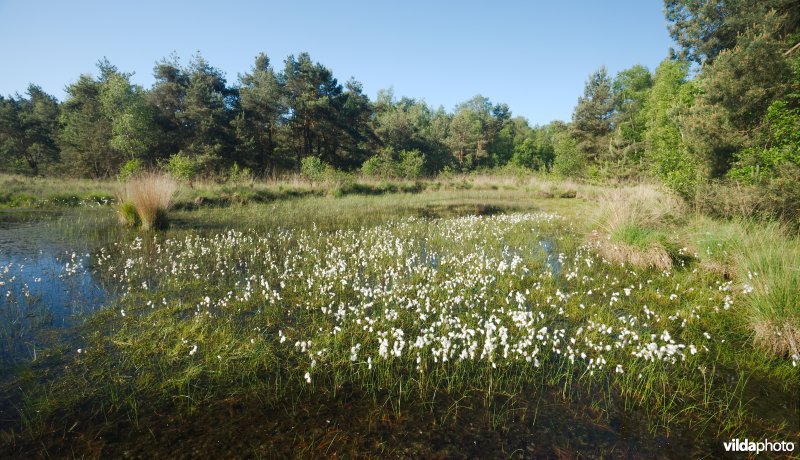 Ven in natte heide