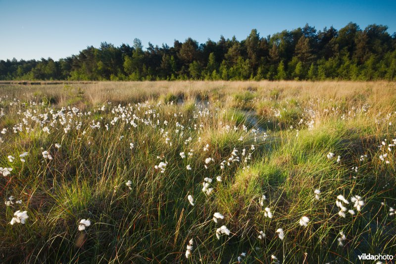Ven in natte heide