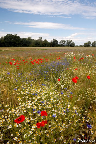 Bloemrijke akker