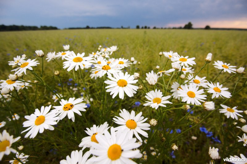 Bloemrijke akker