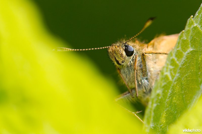 Kijkend dikkopje