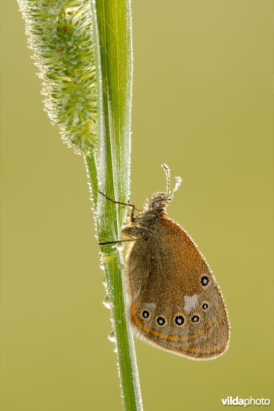 Roodstreephooibeestje