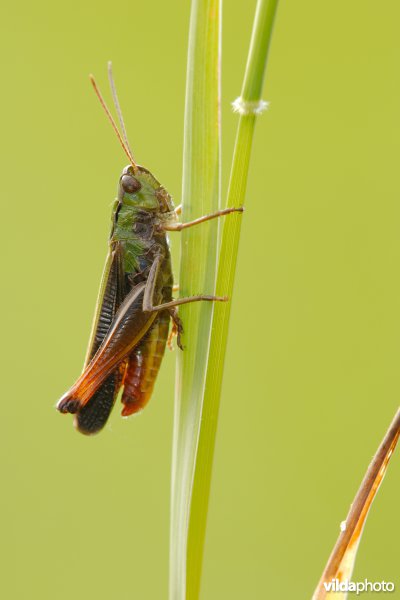 Zoemertje