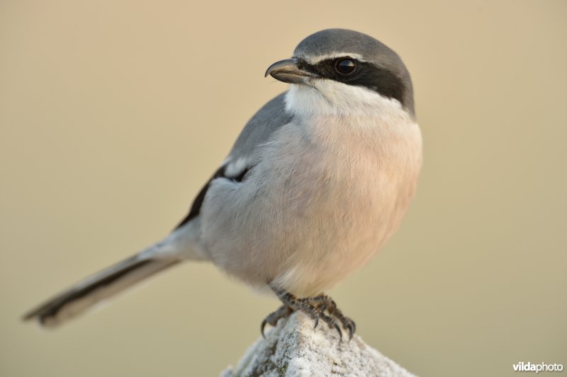 Zuidelijke klapekster